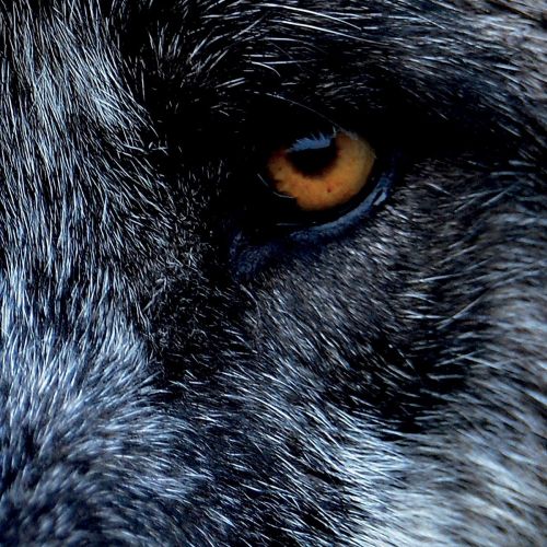 Killflavour - Forest Mirror (2017)