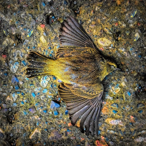 Alienator - Pariahs (2019)