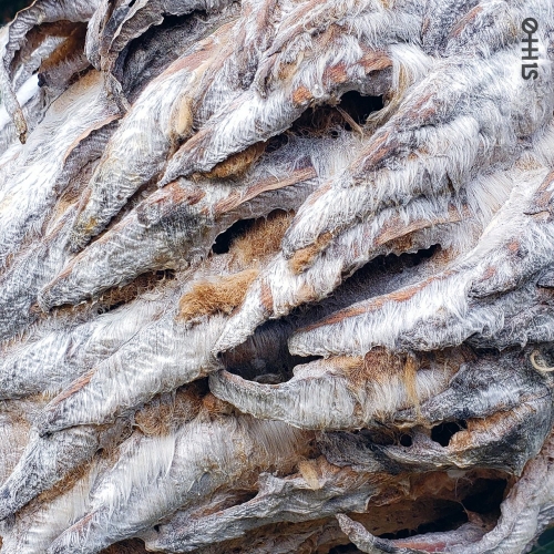 Zeroth Ones - Beneath the Feeders (2020)