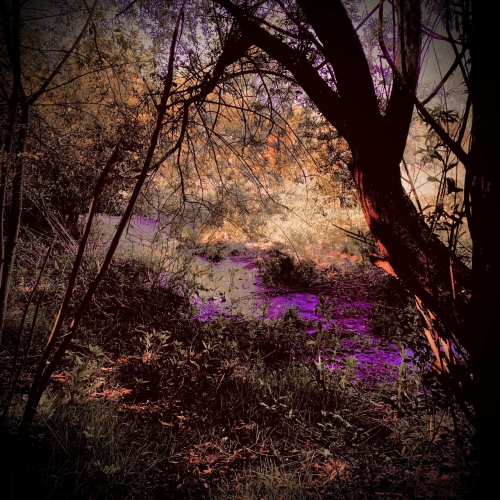 Great Dismal Swamp - 1763 (2020)