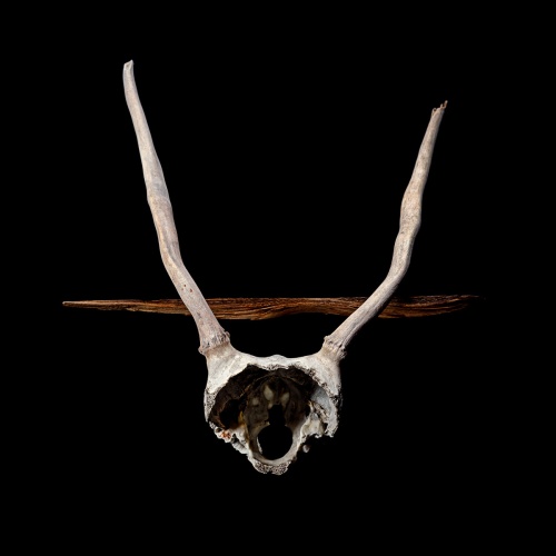 Ghost Lode (Rosetta) -  Terrestrial Bodies (2021)