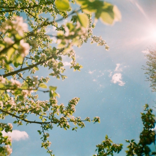 Voiceless Things - Afterimage (2022)