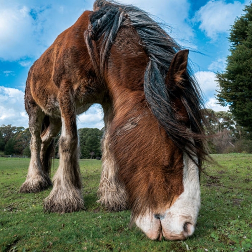 Motherslug - Blood Moon Blues (2022)