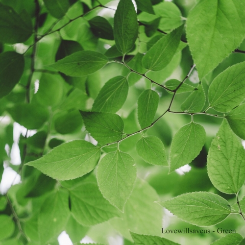 Lovewillsaveus - Green [ep] (2023)