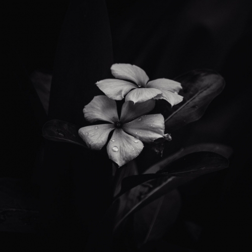 Sáasil - Ephemeral  (2023)