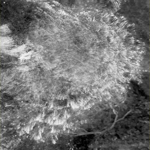 Niko Karlsson - Burning with Gold (2024)