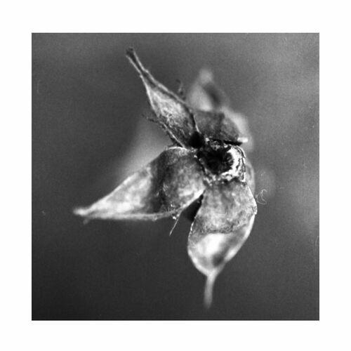 A Swarm of the Sun - The Pyre [EP] (2024)