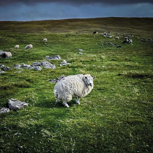 Poor Genetic Material - Pastoral (2025) 320|FLAC